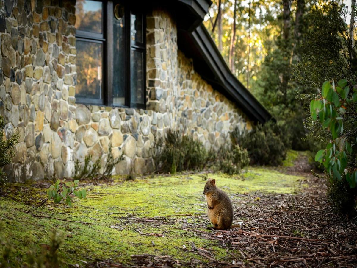 Discovery Parks - Cradle Mountain Exteriör bild